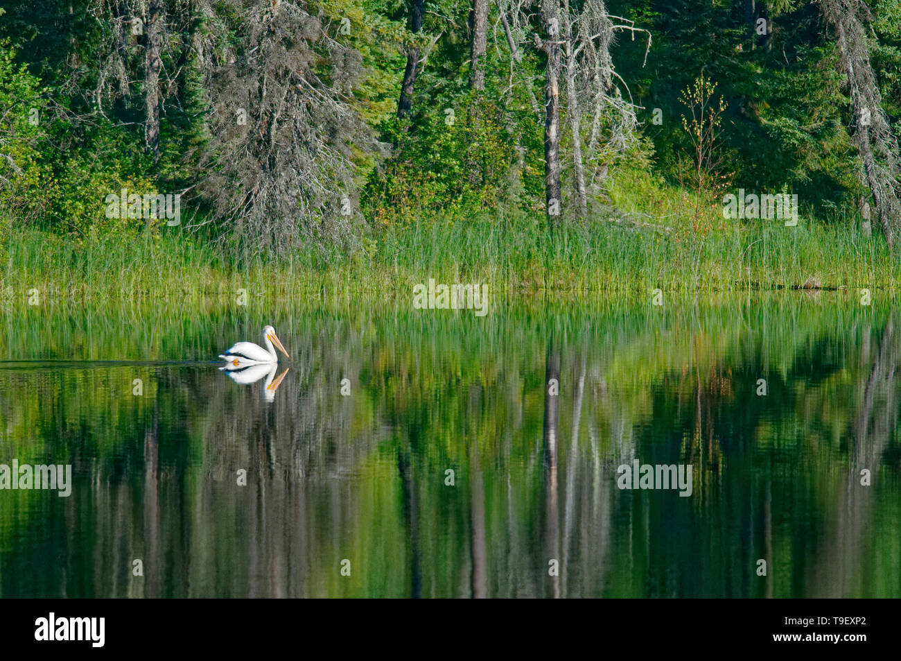Americano bianco pellicano (Pelecanus erythrorhynchos) sul lago Nord Pas Manitoba Canada Foto Stock