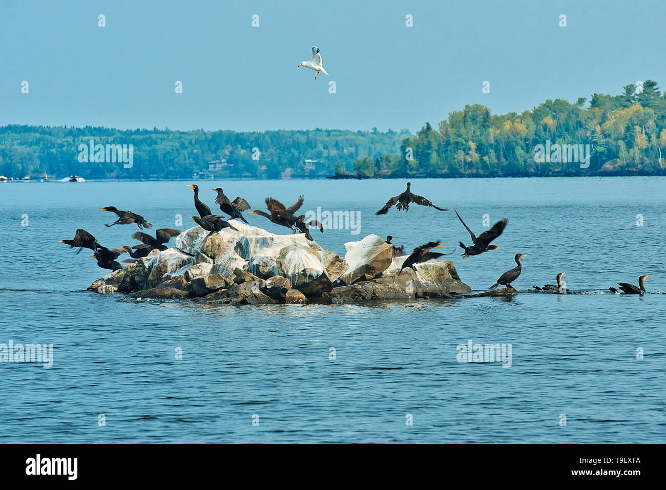 Double-crested cormorano (Phalacrocorax auritus) su un'isola nel Lago dei boschi, Ontario, Canada Foto Stock