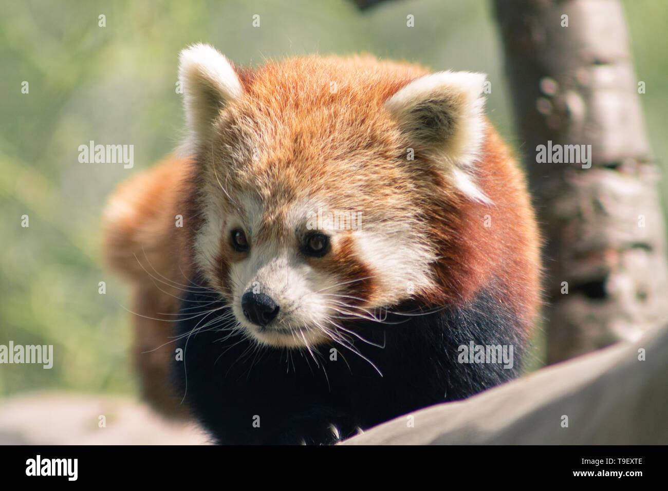 Red Panda al Birmingham Wildlife Conservation Park Foto Stock