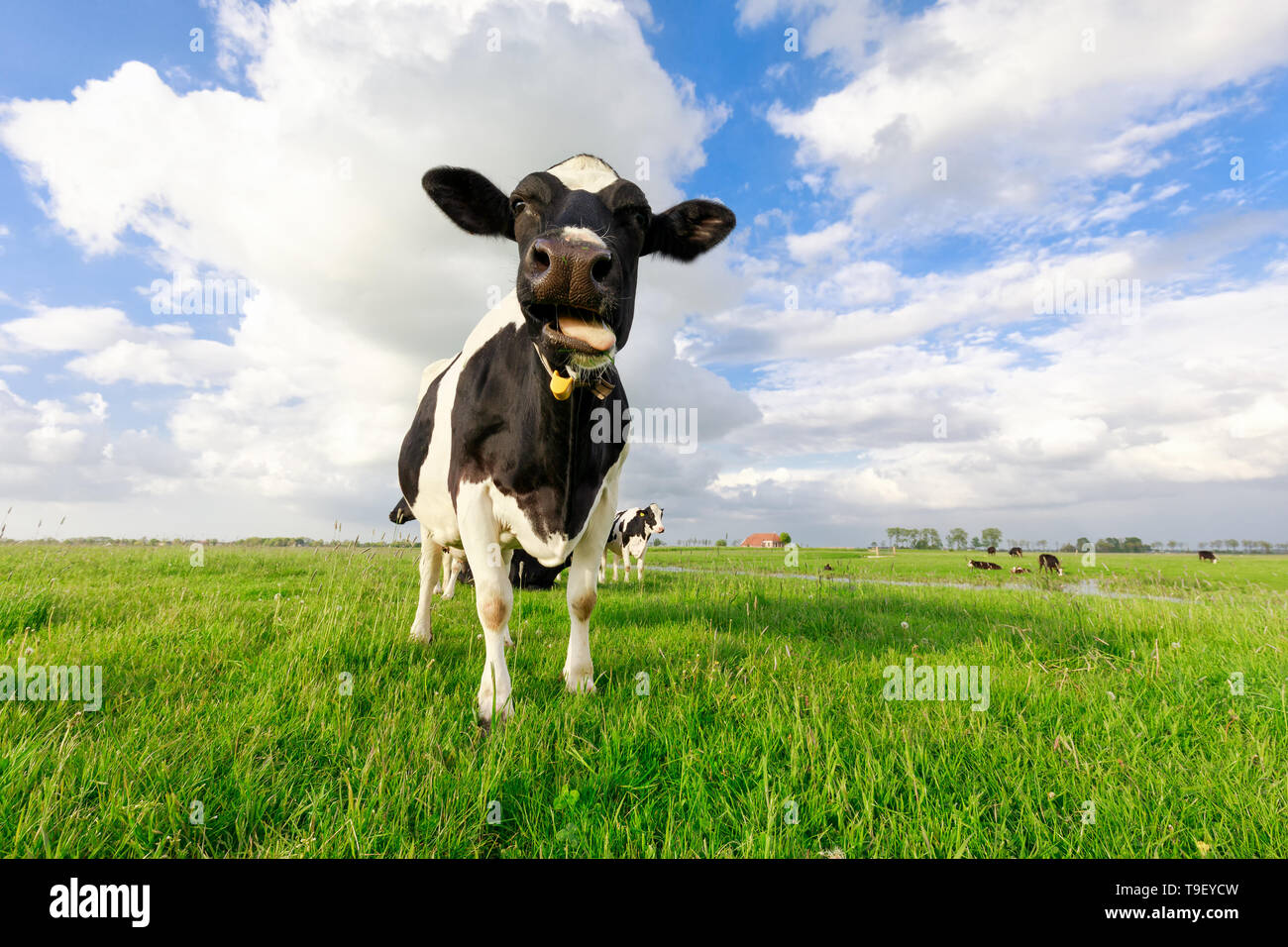 Funny vacca erba da masticare su pascolo oltre il cielo blu Foto Stock