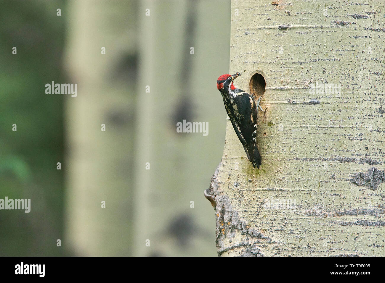 A becco giallo (sapsucker Sphyrapicus varius) lasciando il nido in coppia tremore aspen tree (Populus tremuloides). Il Parco Nazionale di Banff Alberta Canada Foto Stock