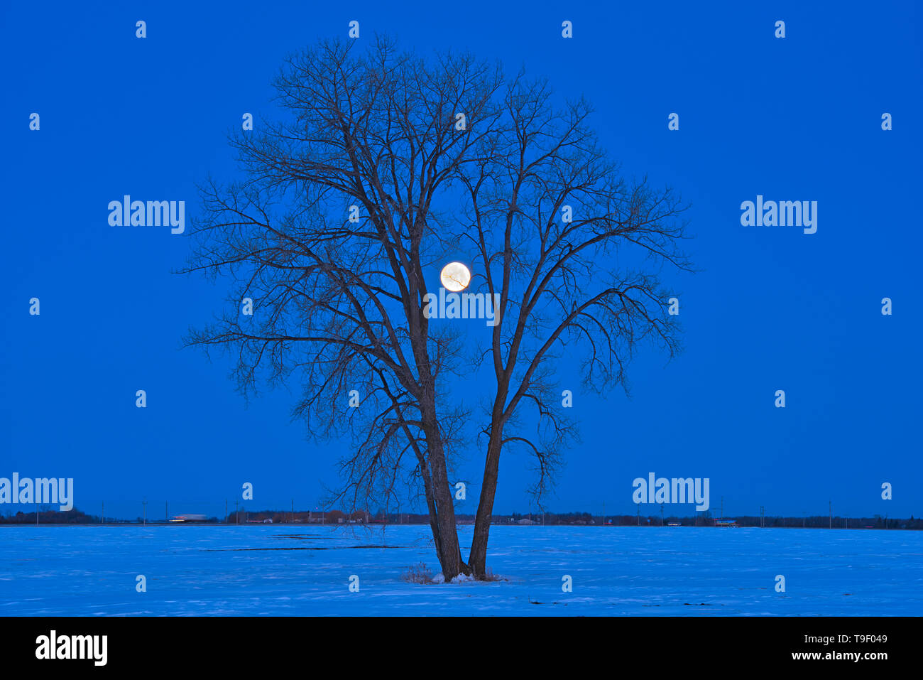 Luna piena (Super luna) e pianure pioppi neri americani (Populus deltoides) all'alba. Marzo 20, 2019. Equinozio di primavera marzo equinozio o equinozio di primavera. Primo giorno di primavera. L'ultima luna piena dell'inverno è chiamato il worm "Luna". Dugald Manitoba Canada Foto Stock