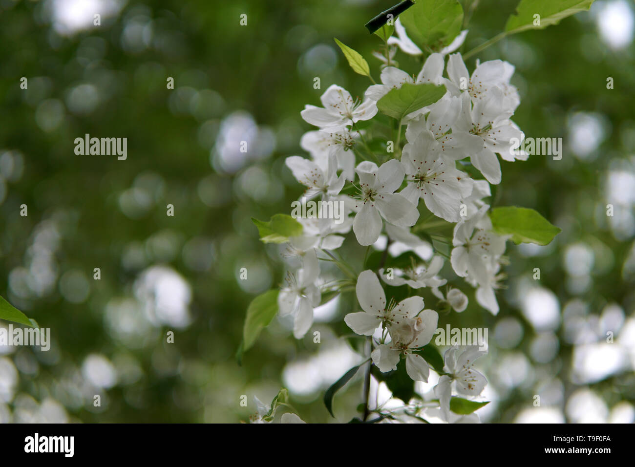 Rametto di Apple Blossom, Malus sylvestris Foto Stock
