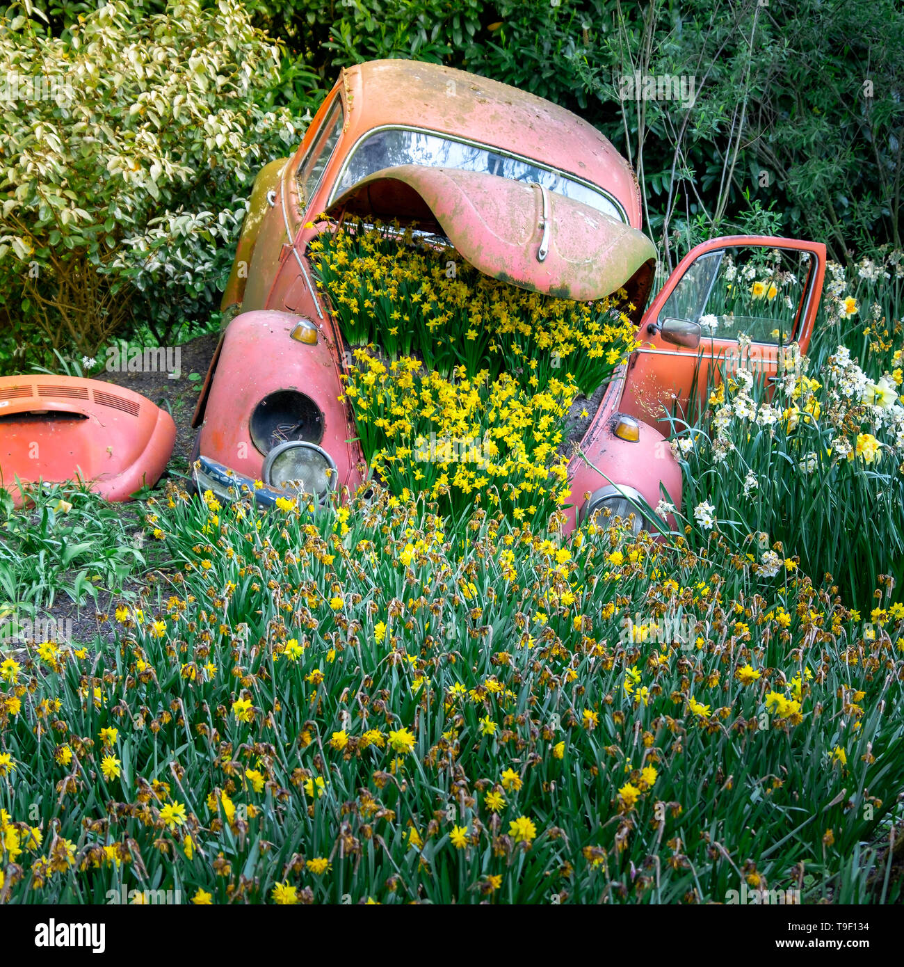 Fiori auto ecologia verde il concetto di veicolo nella primavera giardini Keukenhof Lisse, Olanda Foto Stock