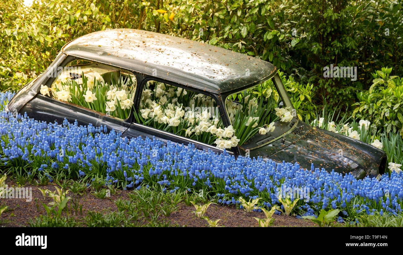 Fiori auto ecologia verde il concetto di veicolo nella primavera giardini Keukenhof Lisse, Olanda Foto Stock
