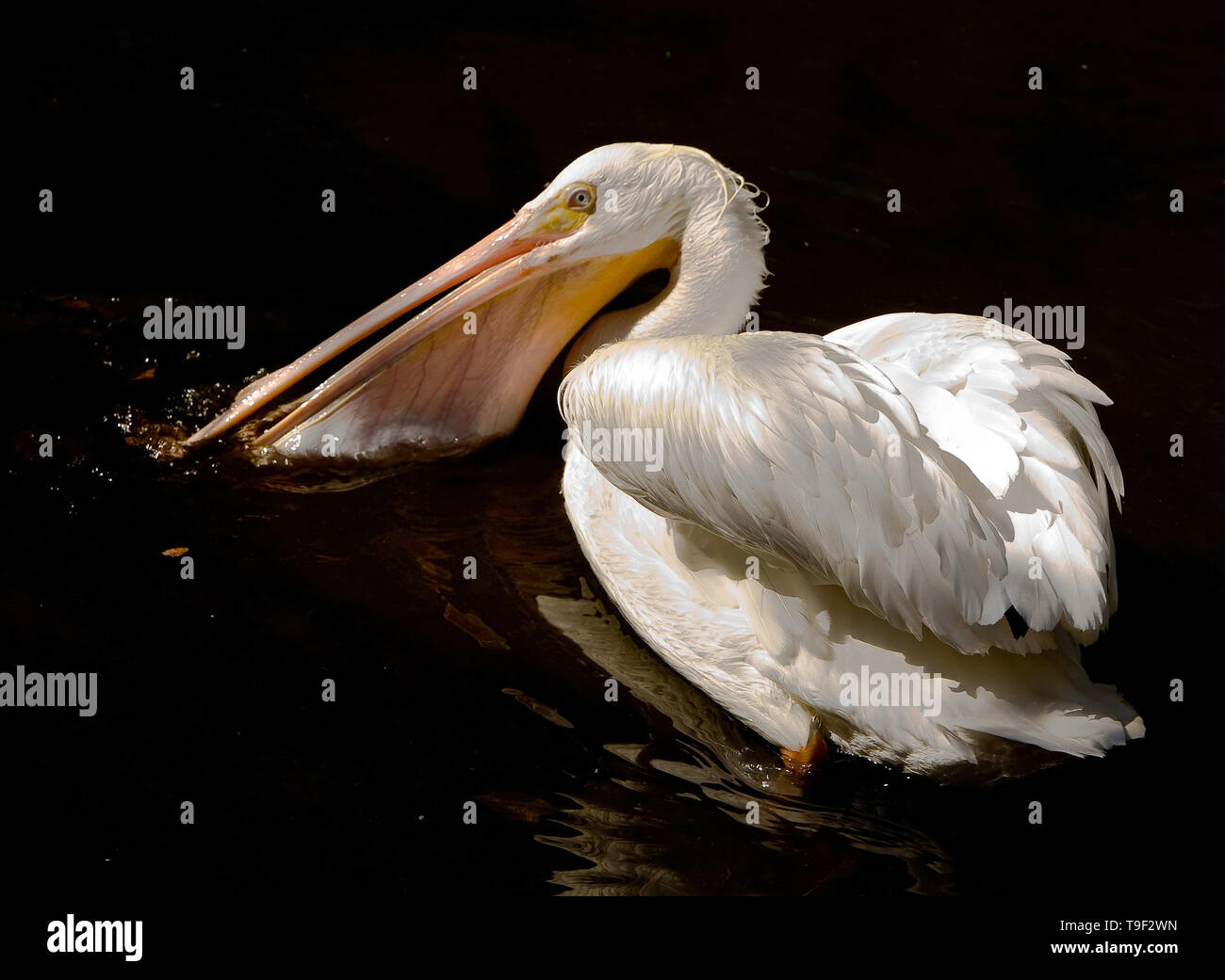 White Pelican, Pelecanus erythrorhynchos Foto Stock