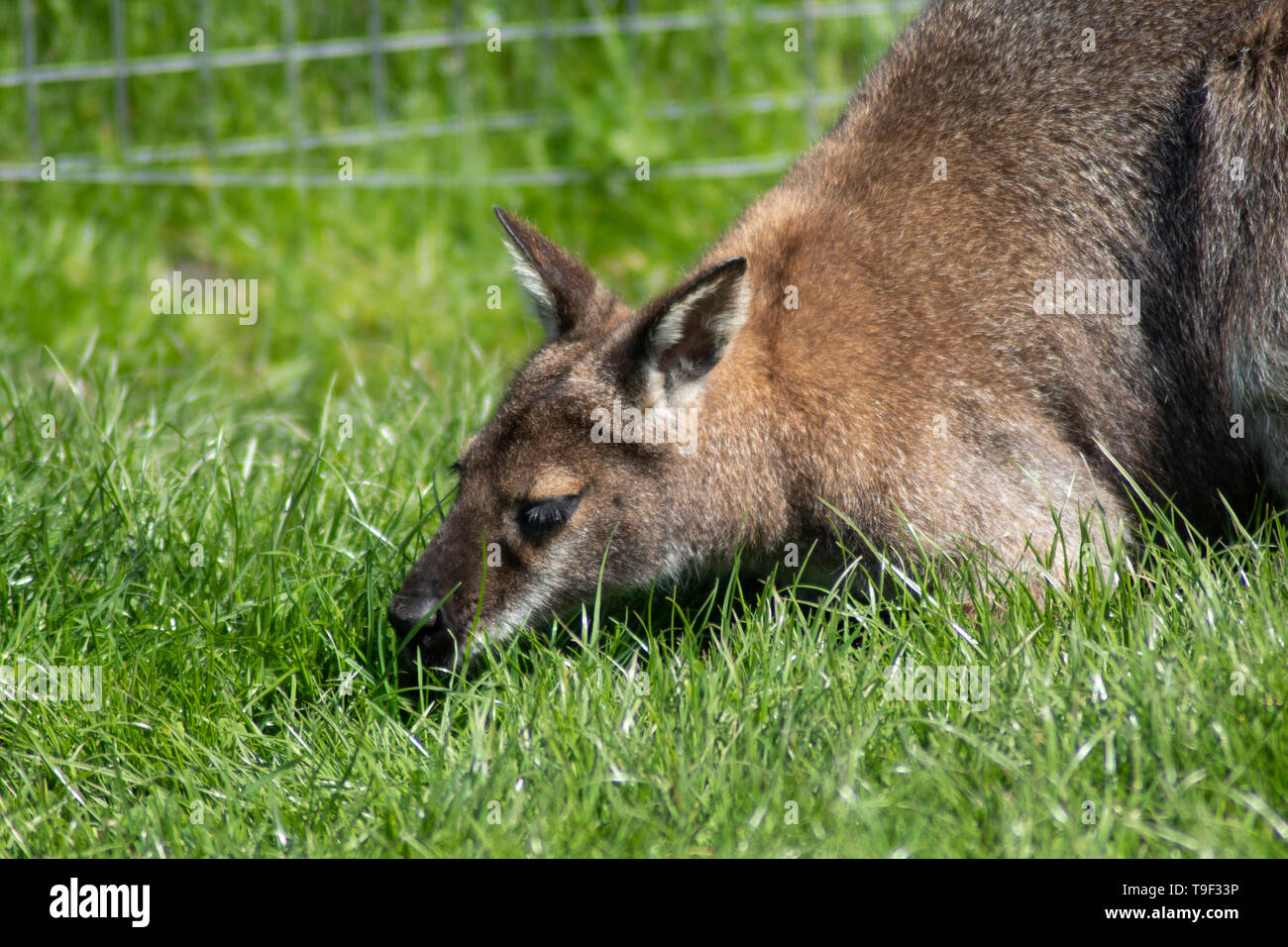 Wallaby Foto Stock