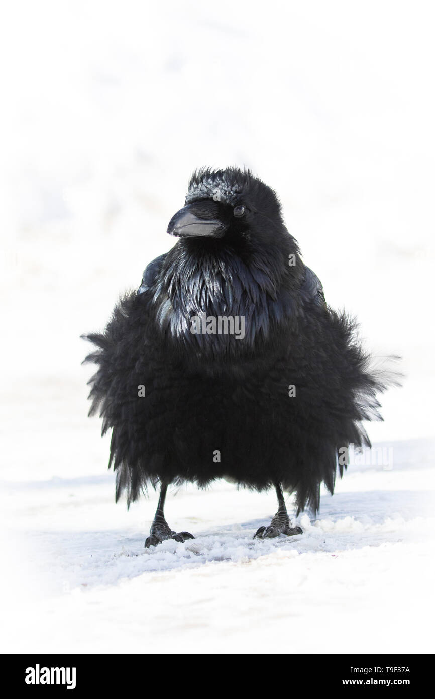 Raven comune, Corvus corax, nel Parco Nazionale di Jasper, Alberta, Canada Foto Stock