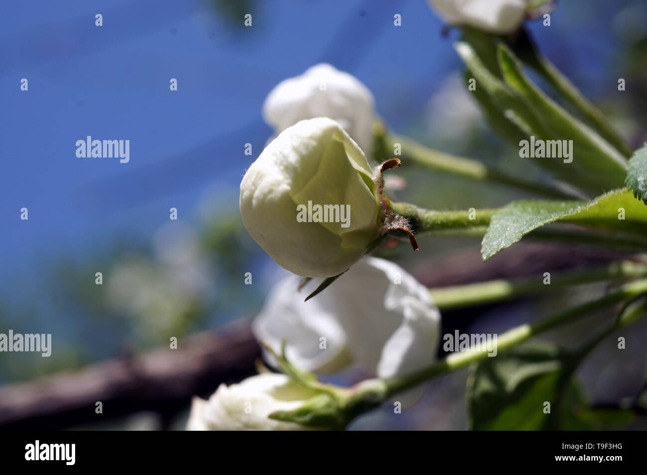 Rametto di Apple Blossom, Malus sylvestris Foto Stock
