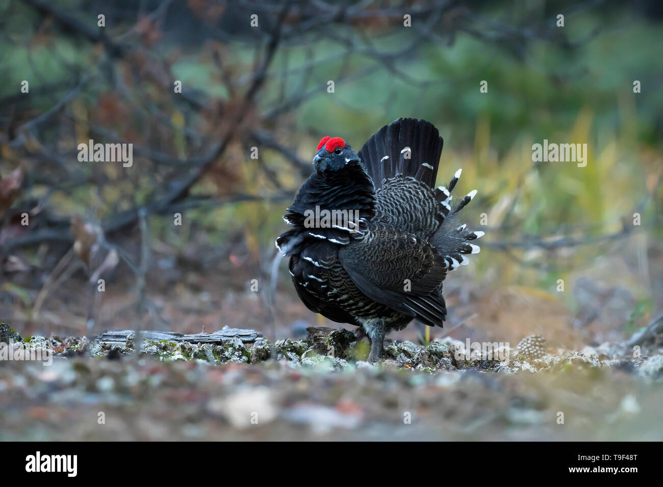 Spruce grouse, Falcipennis canadensis, visualizzazione nel Parco Nazionale di Jasper, Alberta, Canada. Foto Stock