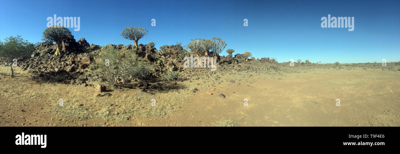 Vista panoramica del fremito di alberi (Aloidendron dichotomum) vicino a Keetmanshoop, Namibia. Foto Stock