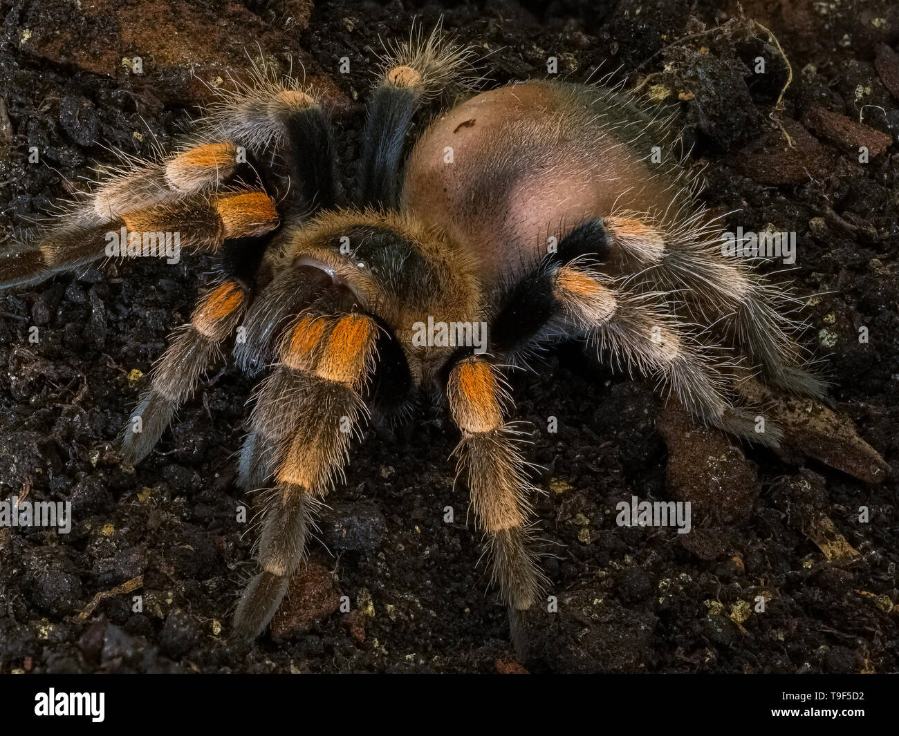 I capretti messicano ginocchio rosso Tarantola - Brachypelma Hamorii (prigioniero) Foto Stock