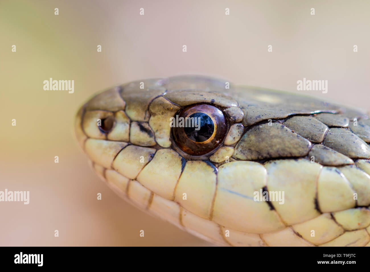 Occhi di serpente vicino. Rettile con scale vista macro. Garter snake nel selvaggio vicino. Foto Stock