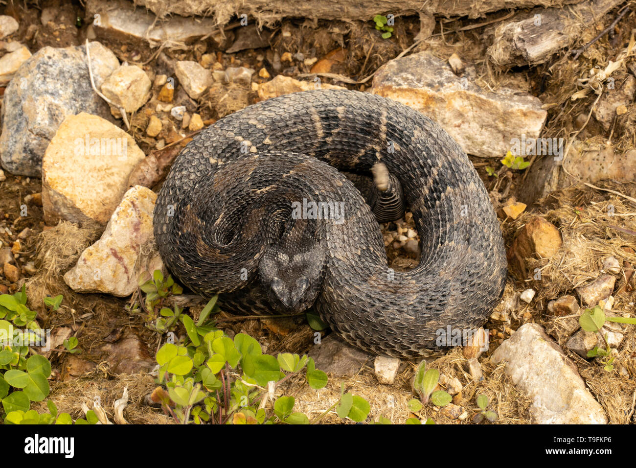 Fase nero timber rattlesnake - Crotalus horridus Foto Stock