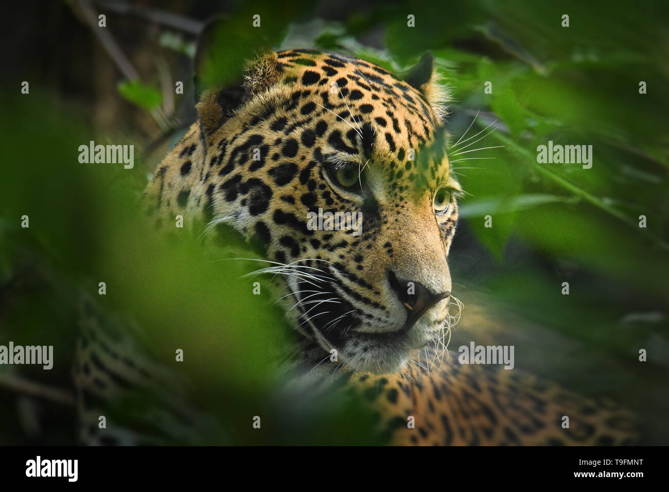 Jaguar - Panthera onca gatto selvatico specie, il solo extant membro del Panthera nativa per le Americhe, Sudovest degli Stati Uniti e il Messico attraverso cento Foto Stock