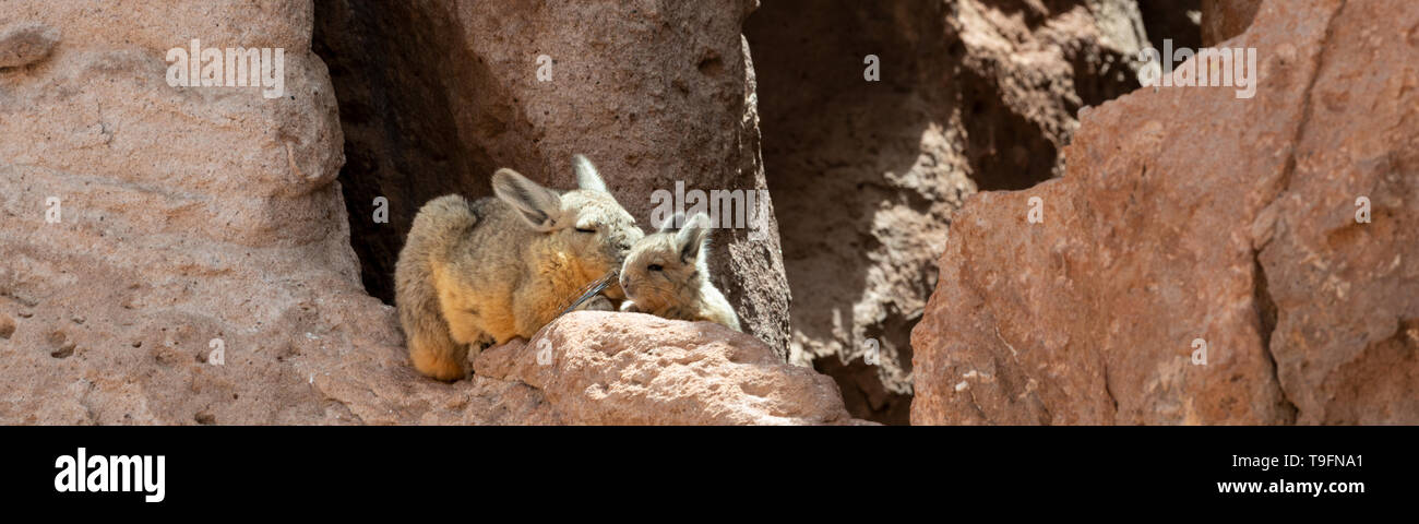 La madre e il bambino Viscacha a prendere il sole a Eduardo Avaroa fauna Andina riserva nazionale. Il sud (viscacha Lagidium viscacia) è una specie di viscach Foto Stock