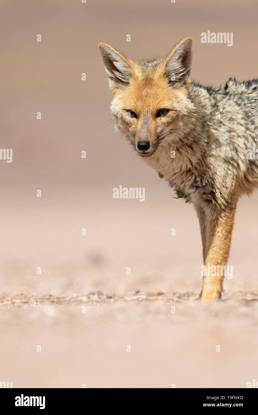 Ritratto di culpeo (Lycalopex culpaeus) o fox andina, al deserto Siloli in Eduardo Avaroa fauna Andina riserva nazionale. Il culpeo (Lycalopex cul Foto Stock