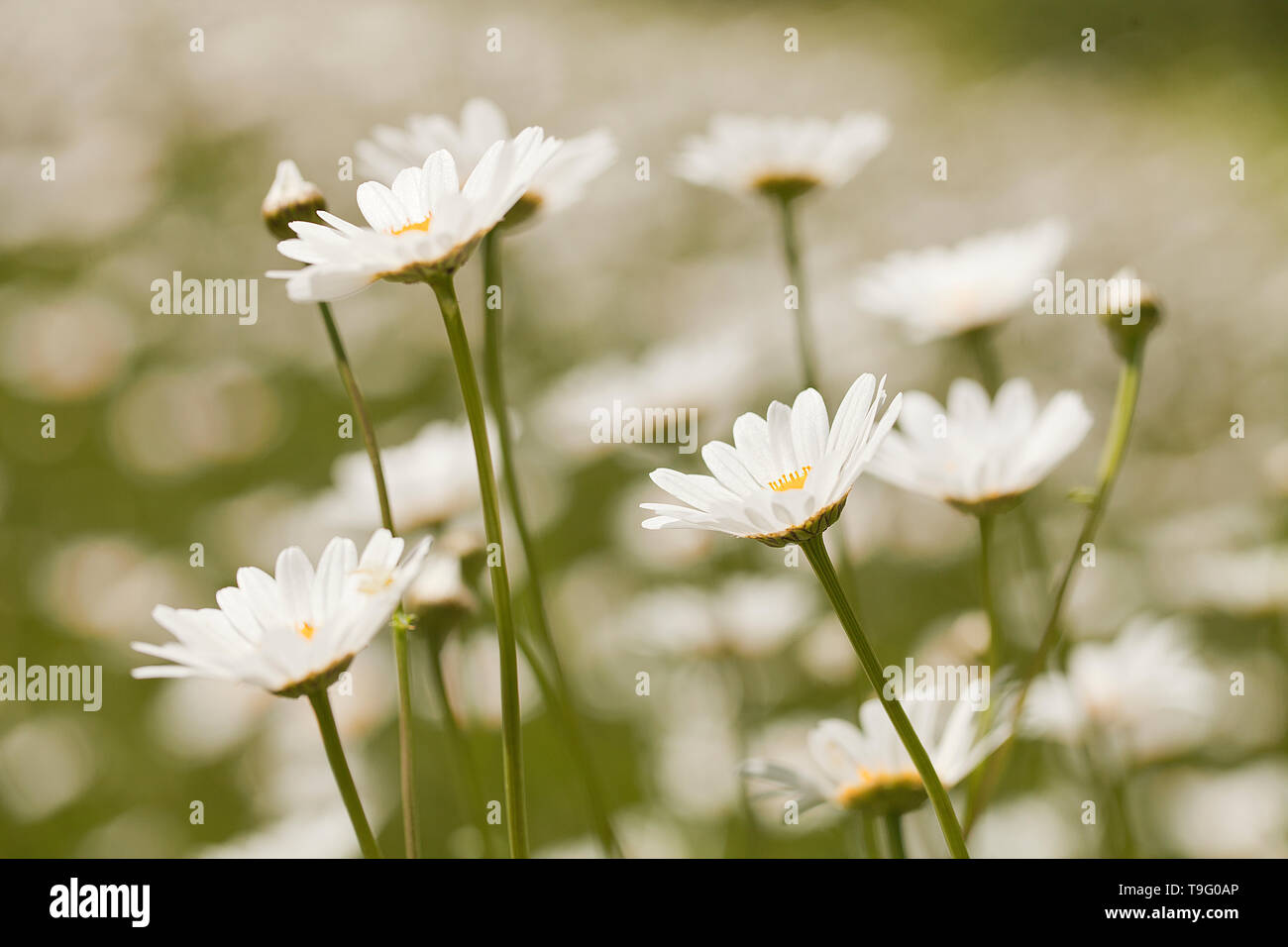 Margherite bianco su uno sfondo sfocato Foto Stock