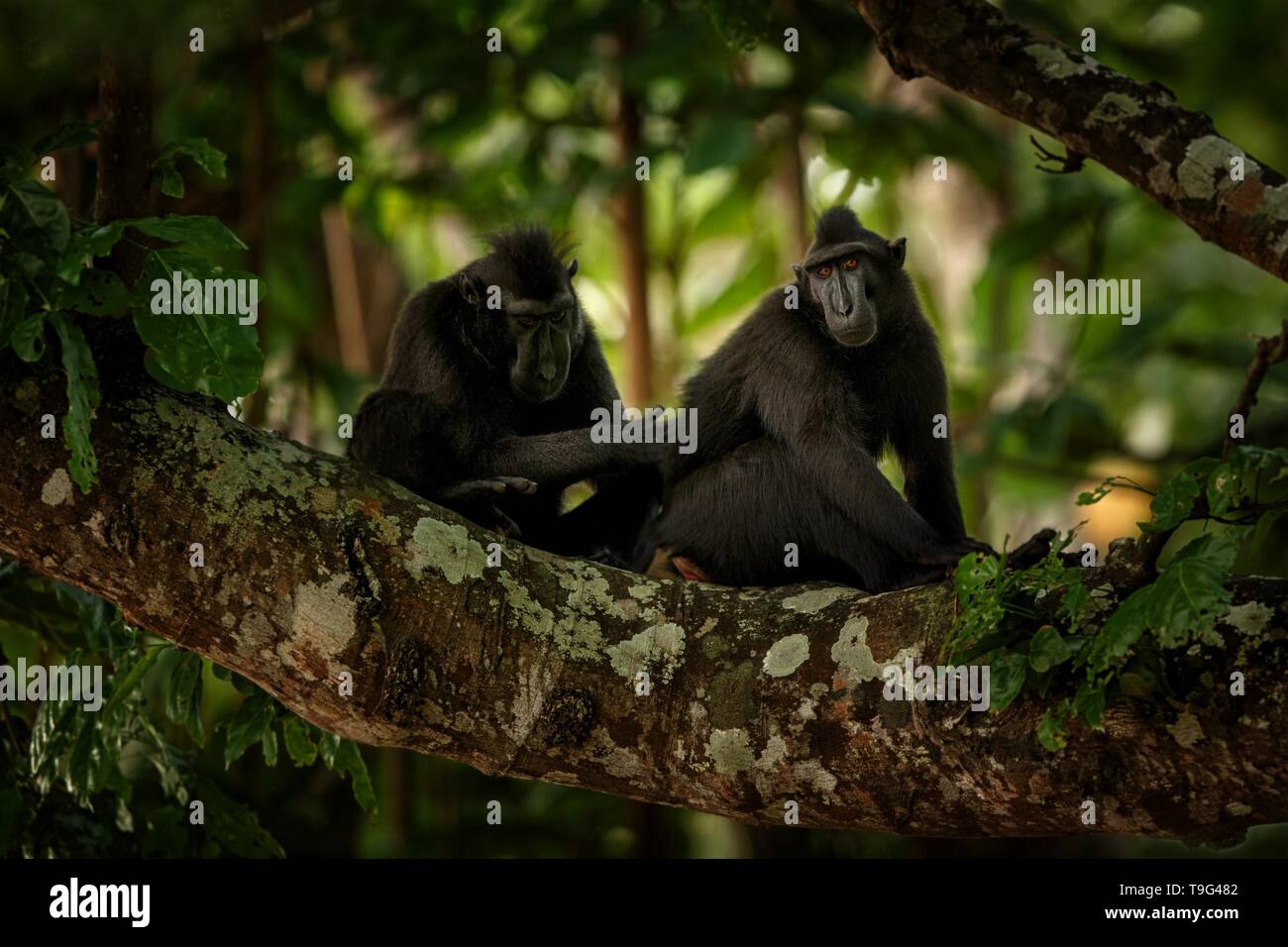 Due Celebes crested macachi sul ramo dell'albero. Close up ritratto. Nero endemica macaco crestata o il black ape. Habitat naturale. Unico mam Foto Stock