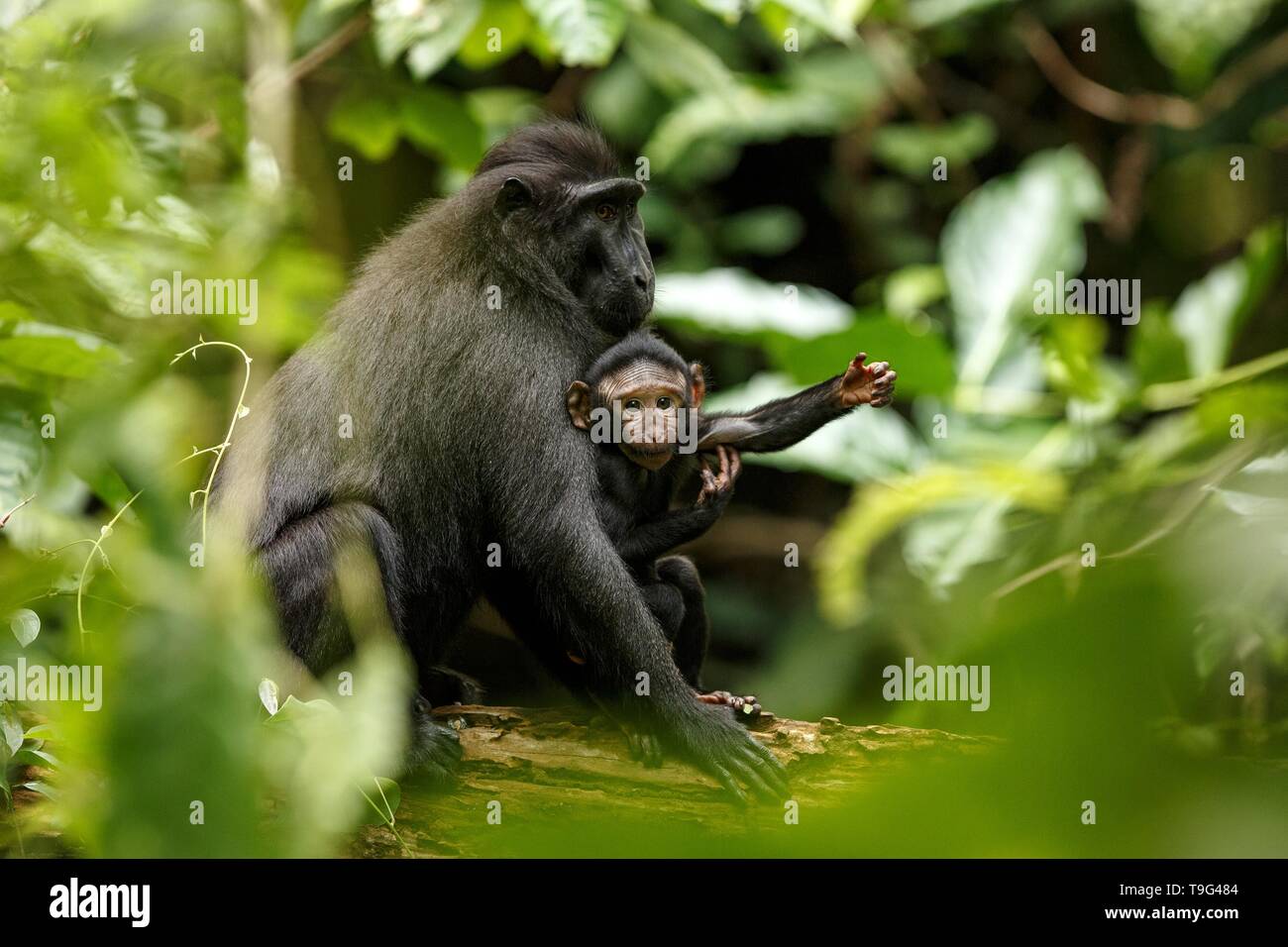 Macaque con piccolo grazioso baby sul ramo dell'albero. Close up ritratto. Nero endemica macaco crestata o il black ape. Habitat naturale. Unico mam Foto Stock