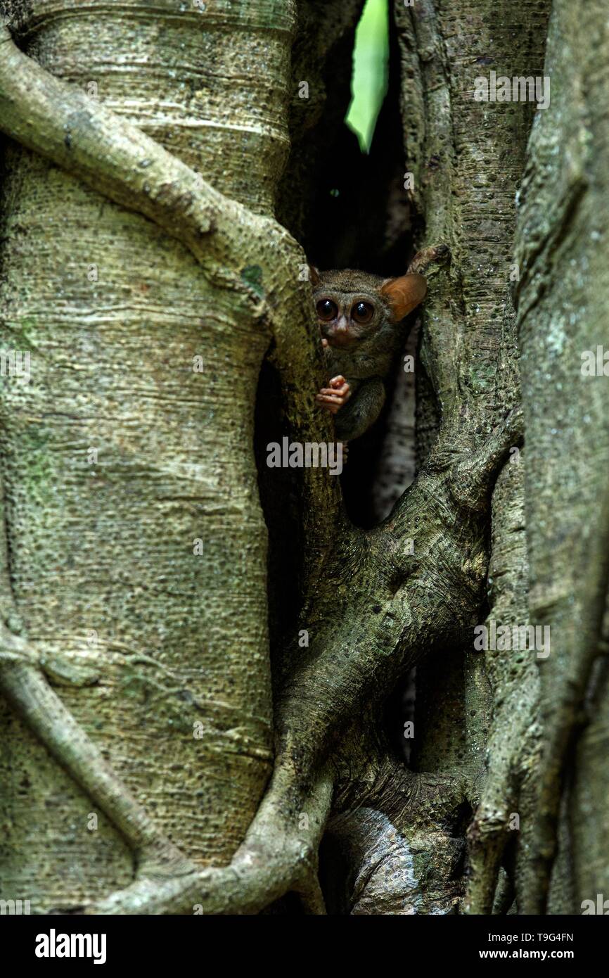Nella Spectrum Famiglia di tarsiers spettrale, Tarsius spectrum, ritratto di rare ...