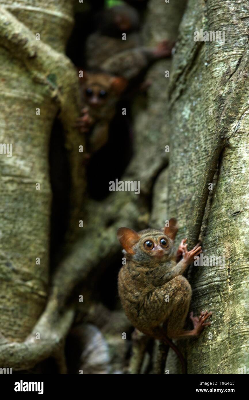 Famiglia di tarsiers spettrale, Tarsius spectrum, ritratto di rare specie endemiche mammiferi nocturnal, piccolo simpatico primate in grandi ficus albero nella giungla, Tangkoko Foto Stock