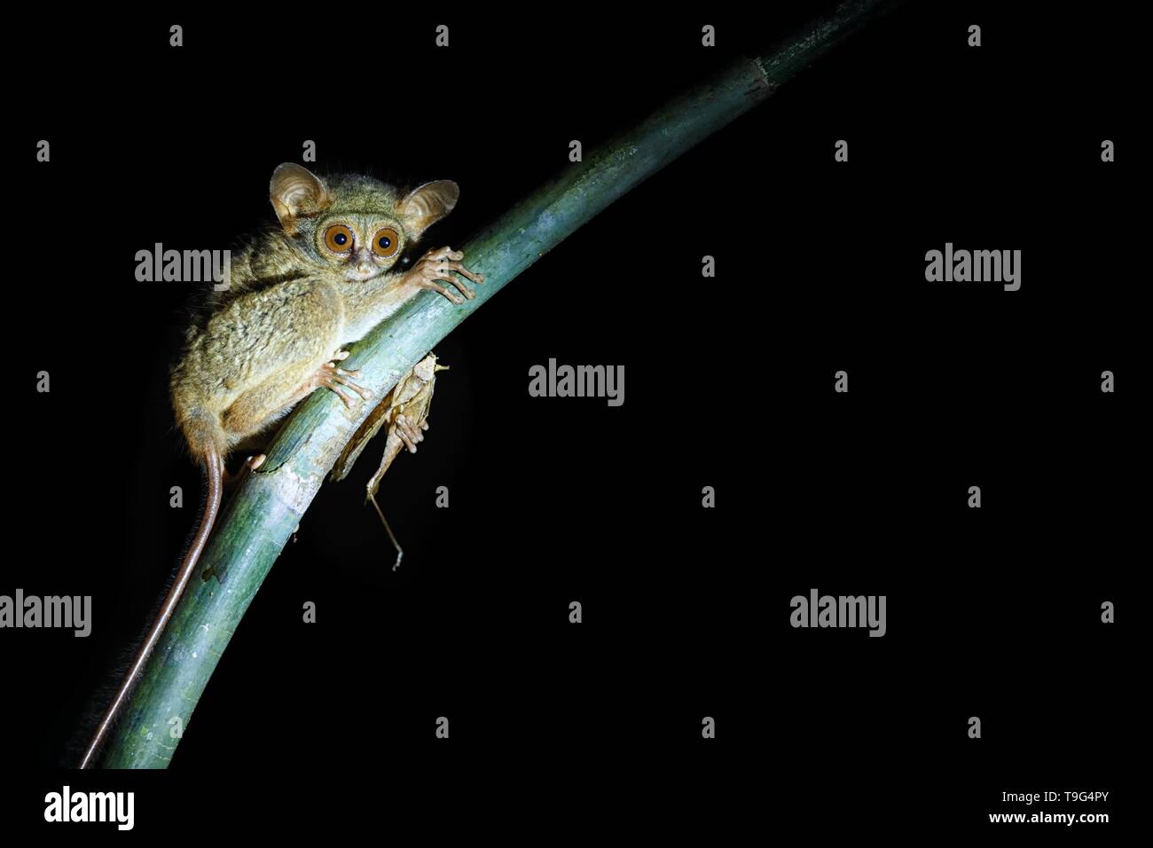 Spectral Tarsier, Tarsius spectrum, ritratto di rare specie endemiche di mammiferi nocturnal eating grasshopper, piccolo simpatico primate in grandi ficus albero nella giungla, Ta Foto Stock