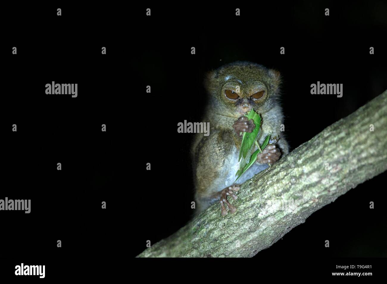 Spectral Tarsier, Tarsius spectrum, ritratto di rare specie endemiche di mammiferi nocturnal eating grasshopper, piccolo simpatico primate in grandi ficus albero nella giungla, Ta Foto Stock