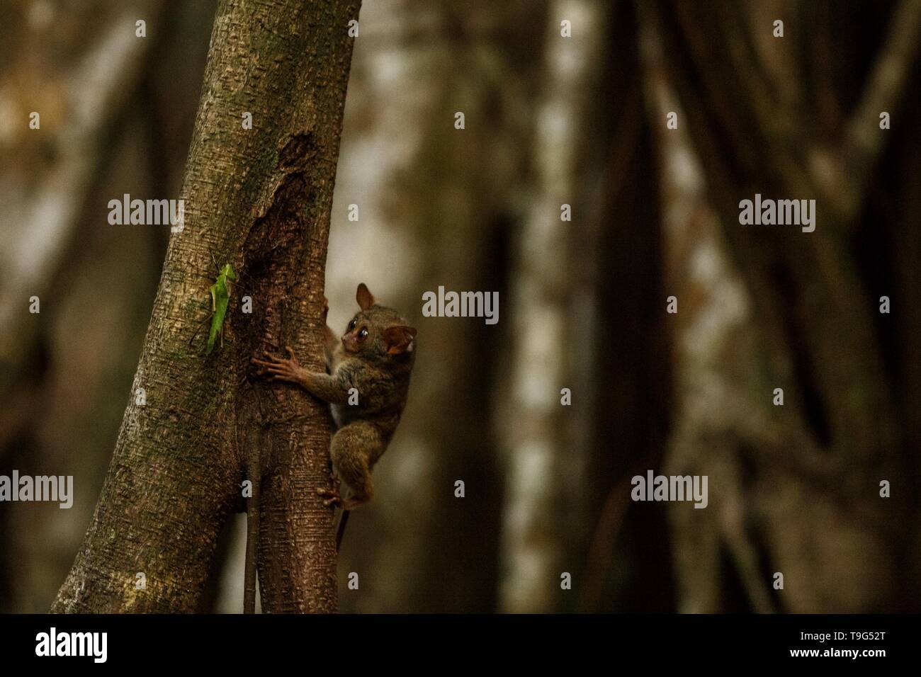 Spectral Tarsier, Tarsius, ritratto di rare specie endemiche notturno di mammifero cercando di catturare e mangiare grasshopper, carino primate in grandi ficus albero nella giungla, Foto Stock