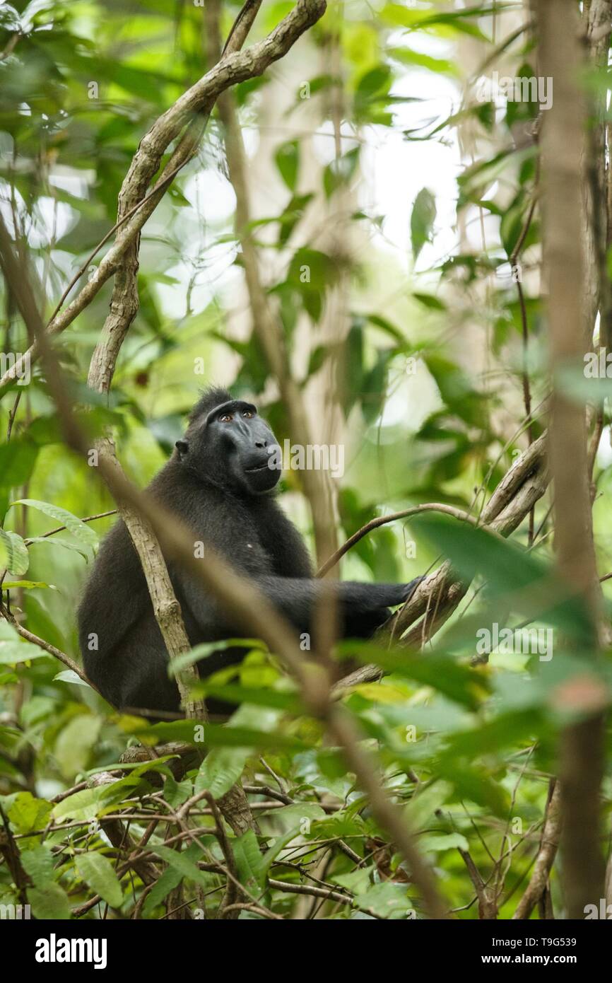 Celebes macaco crestato sul ramo dell'albero. Close up ritratto. Nero endemica macaco crestata o il black ape. Habitat naturale. Mammiferi univoco Foto Stock