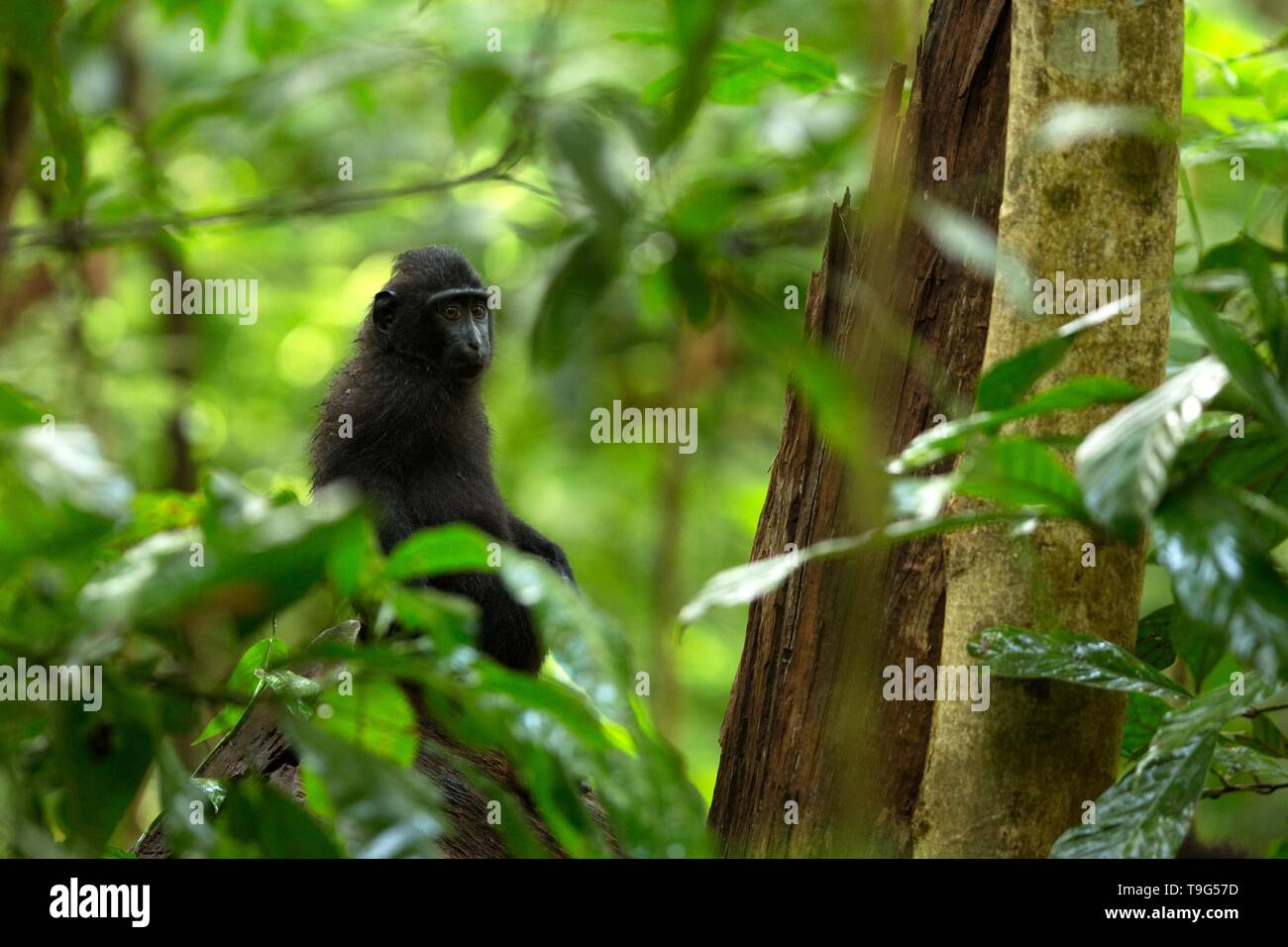 Piccolo, grazioso baby macaco sul ramo dell'albero nella foresta pluviale. Close up ritratto. Nero endemica macaco crestata o il black ape. Unici nei mammiferi Foto Stock