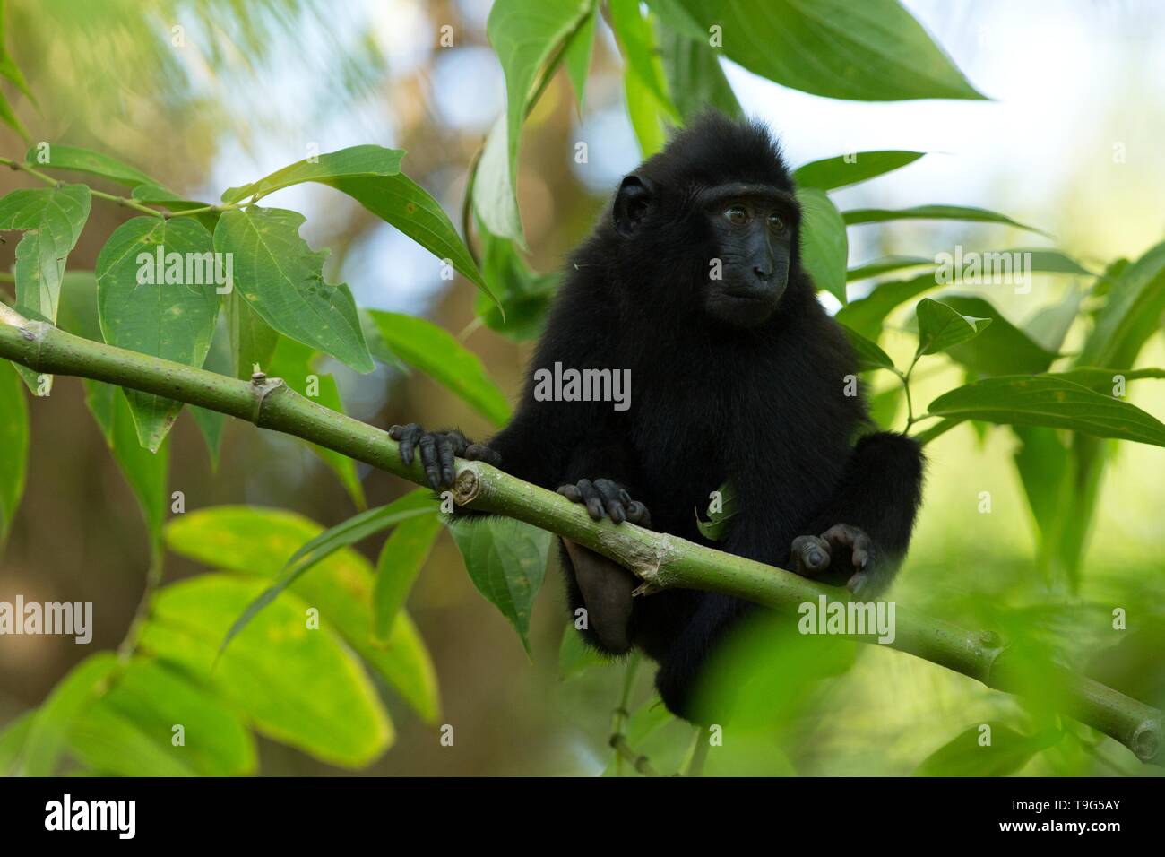 Piccolo, grazioso baby macaco sul ramo dell'albero nella foresta pluviale. Close up ritratto. Nero endemica macaco crestata o il black ape. Unici nei mammiferi Foto Stock