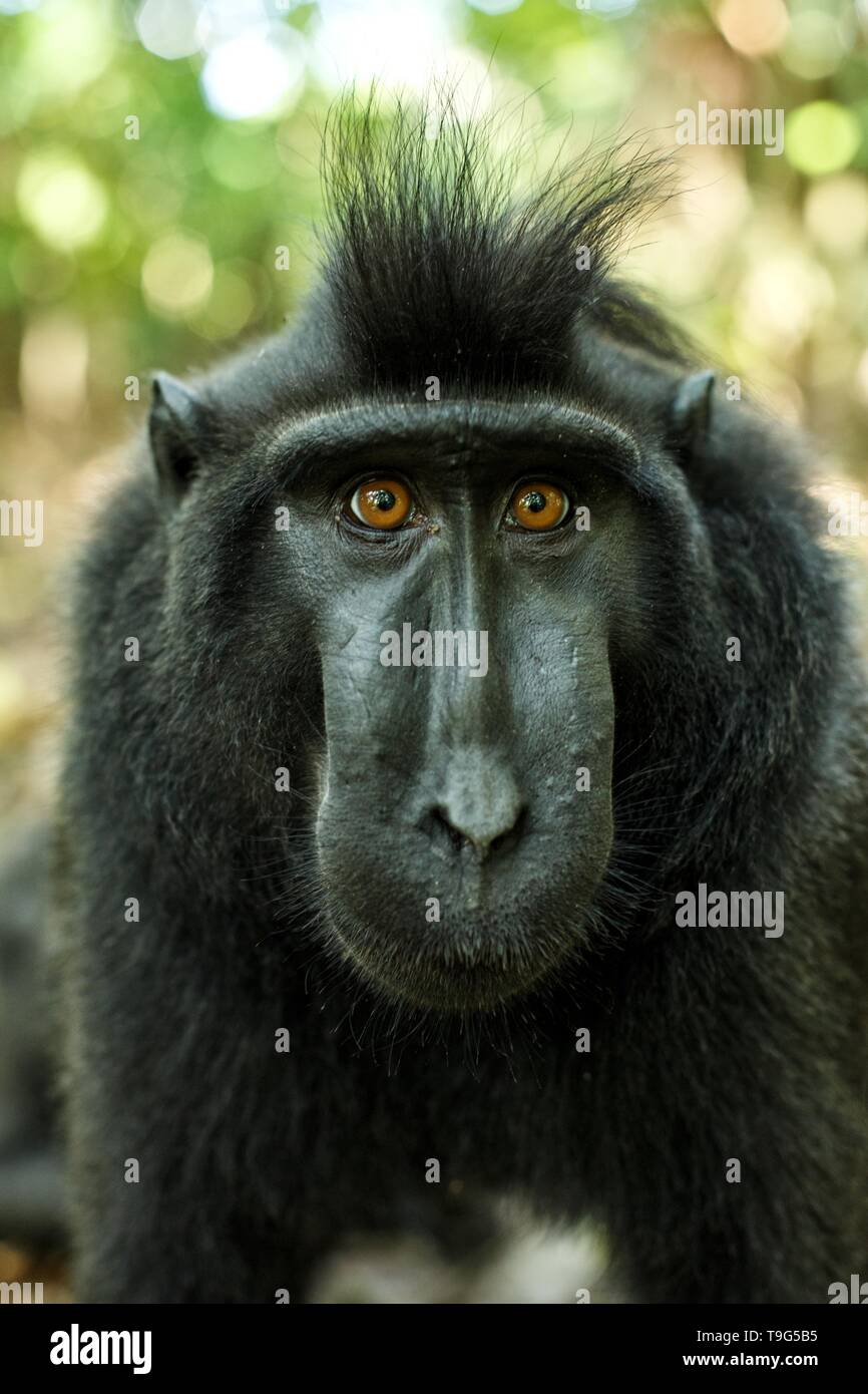 Celebes macaco crestato guardando nella telecamera. Close up ritratto. Nero endemica macaco crestata o il black ape. Habitat naturale. Unici nei mammiferi Foto Stock