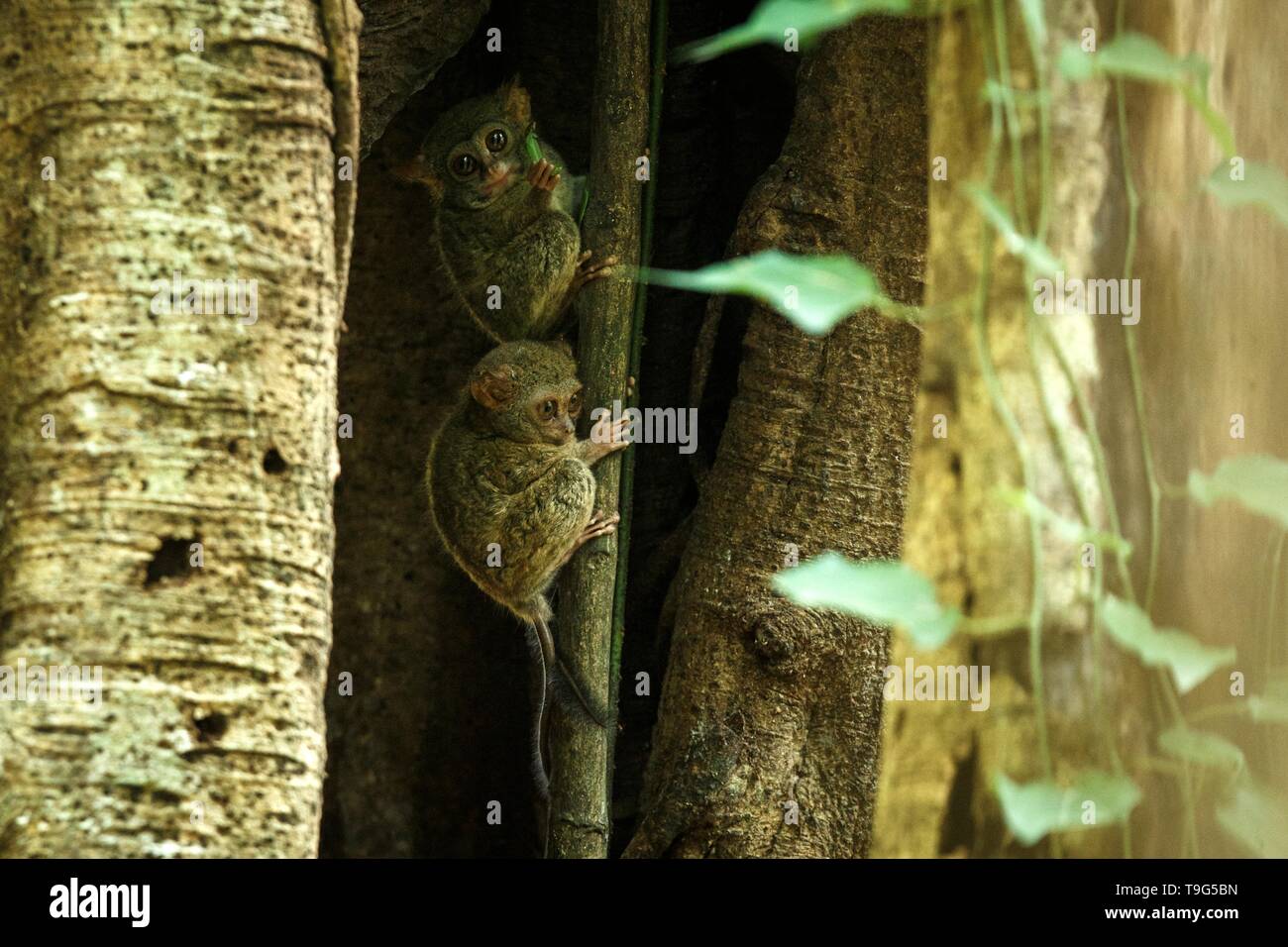 Famiglia di tarsiers spettrale, Tarsius spectrum, ritratto di rare specie endemiche mammiferi nocturnal, piccolo simpatico primate in grandi ficus albero nella giungla, Tangkoko Foto Stock