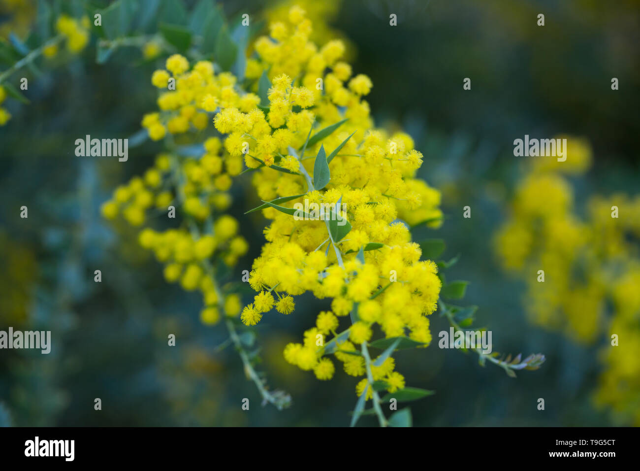 Australian acacia cultriformis luminose fiori gialli Foto Stock