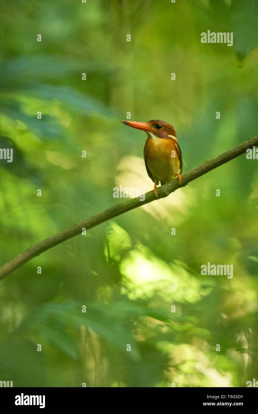 Sulawesi nana kingfisher (Ceyx fallax) posatoi su un ramo nella giungla indonesiana,famiglia Alcedinidae, specie endemiche di Indonesia, esotici birdwatching in un Foto Stock