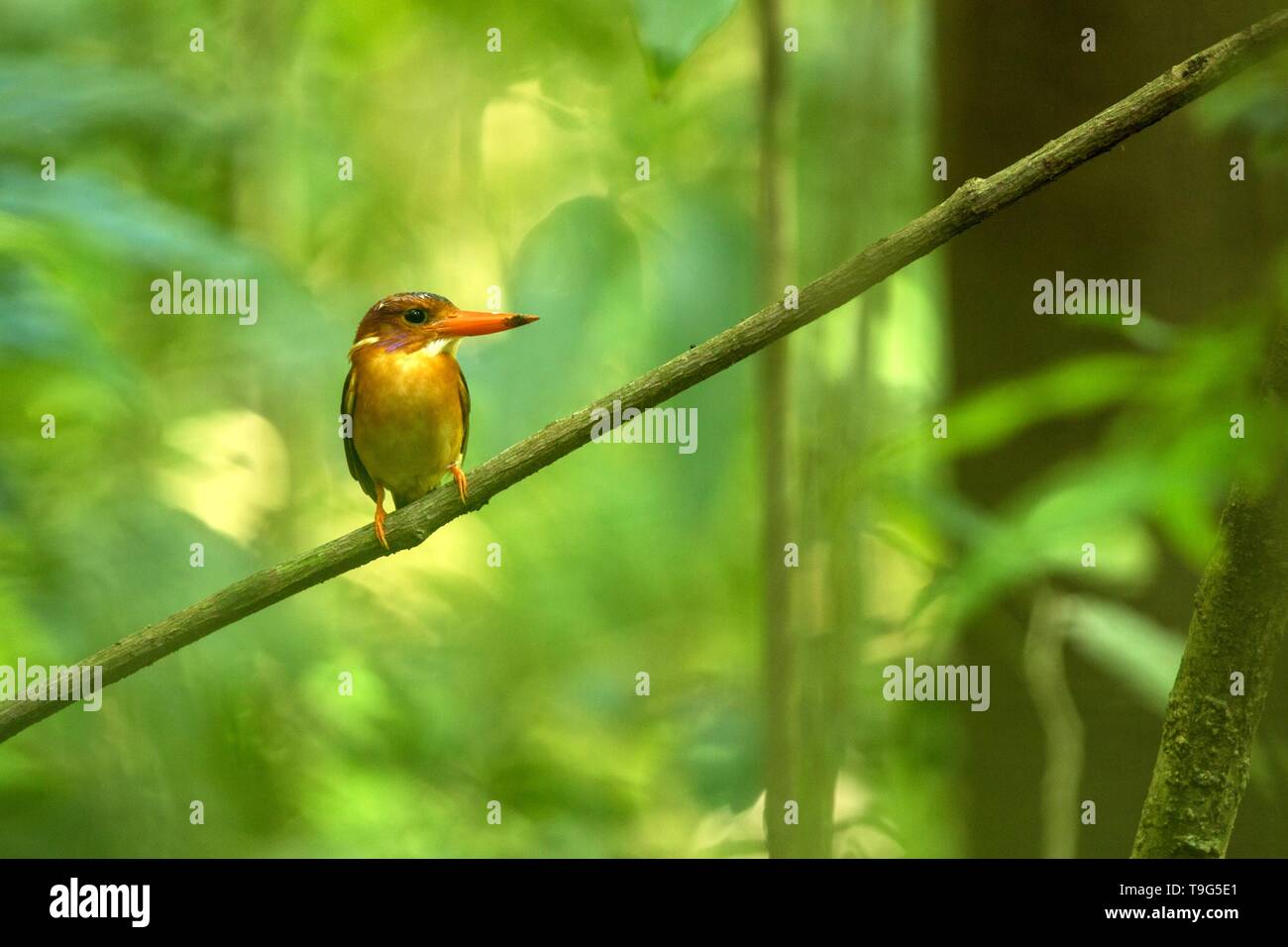 Sulawesi nana kingfisher (Ceyx fallax) posatoi su un ramo nella giungla indonesiana,famiglia Alcedinidae, specie endemiche di Indonesia, esotici birdwatching in un Foto Stock