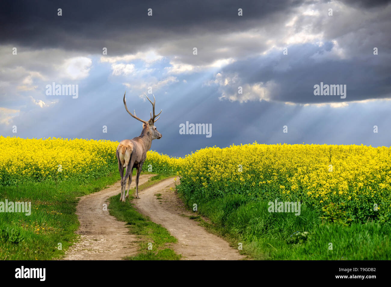 Deer permanente sulla strada nel campo estivo con fiori di colore giallo Foto Stock