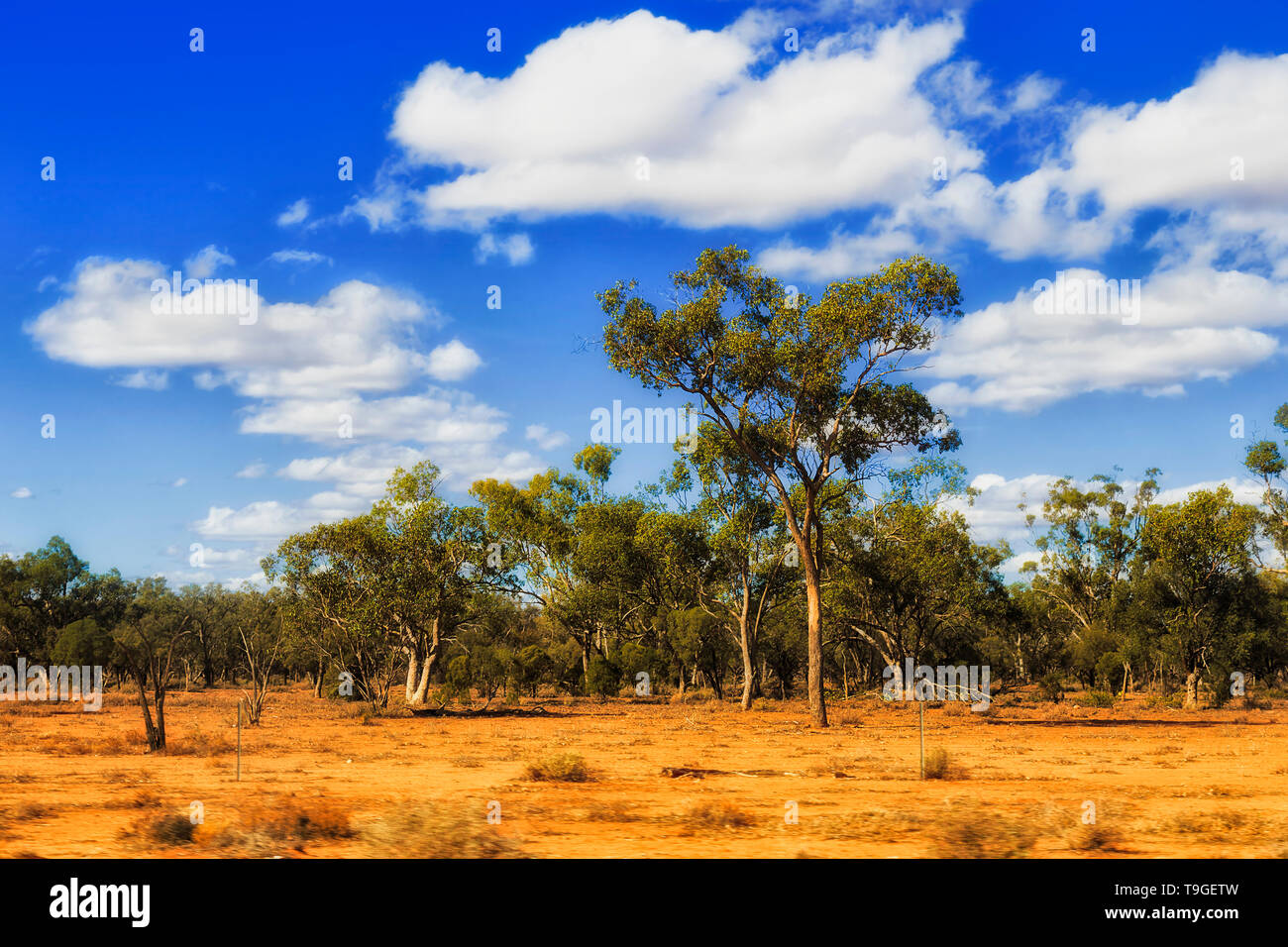 Aride pianure di outback australiano a secco con terra rossa e la scarsa gomma-alberi sotto il cielo blu sopravvivere duro clima Australiano in parte remota del NSW. Foto Stock