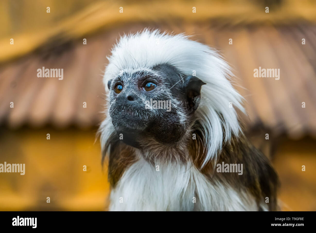 La faccia di un cotone top tamarin in closeup, criticamente tropicali minacciate scimmia dalla Colombia Foto Stock