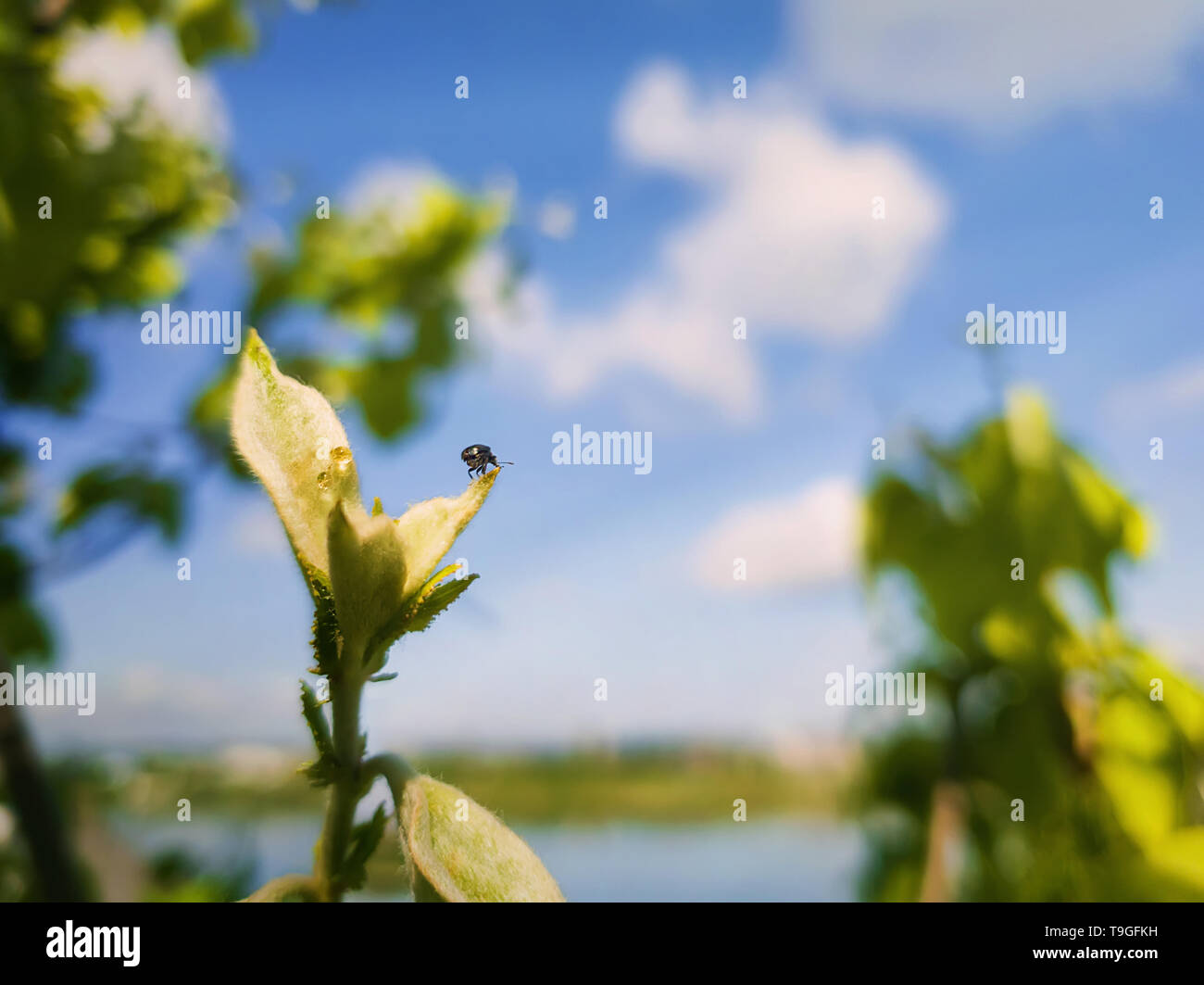 Piccolo scarabeo sulla cima di un albero bud guardando l'orizzonte. Primavera la natura da vicino, foglie verdi aumentano di oltre il cielo blu sullo sfondo. Foto Stock