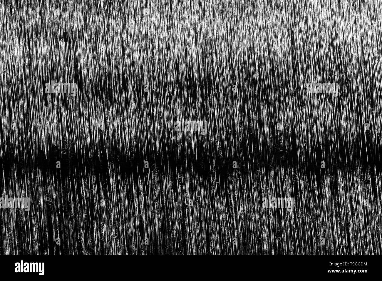 Foresta bruciato in bianco e nero nel Parco Nazionale dei laghi di Waterton, Alberta, Canada. Foto Stock
