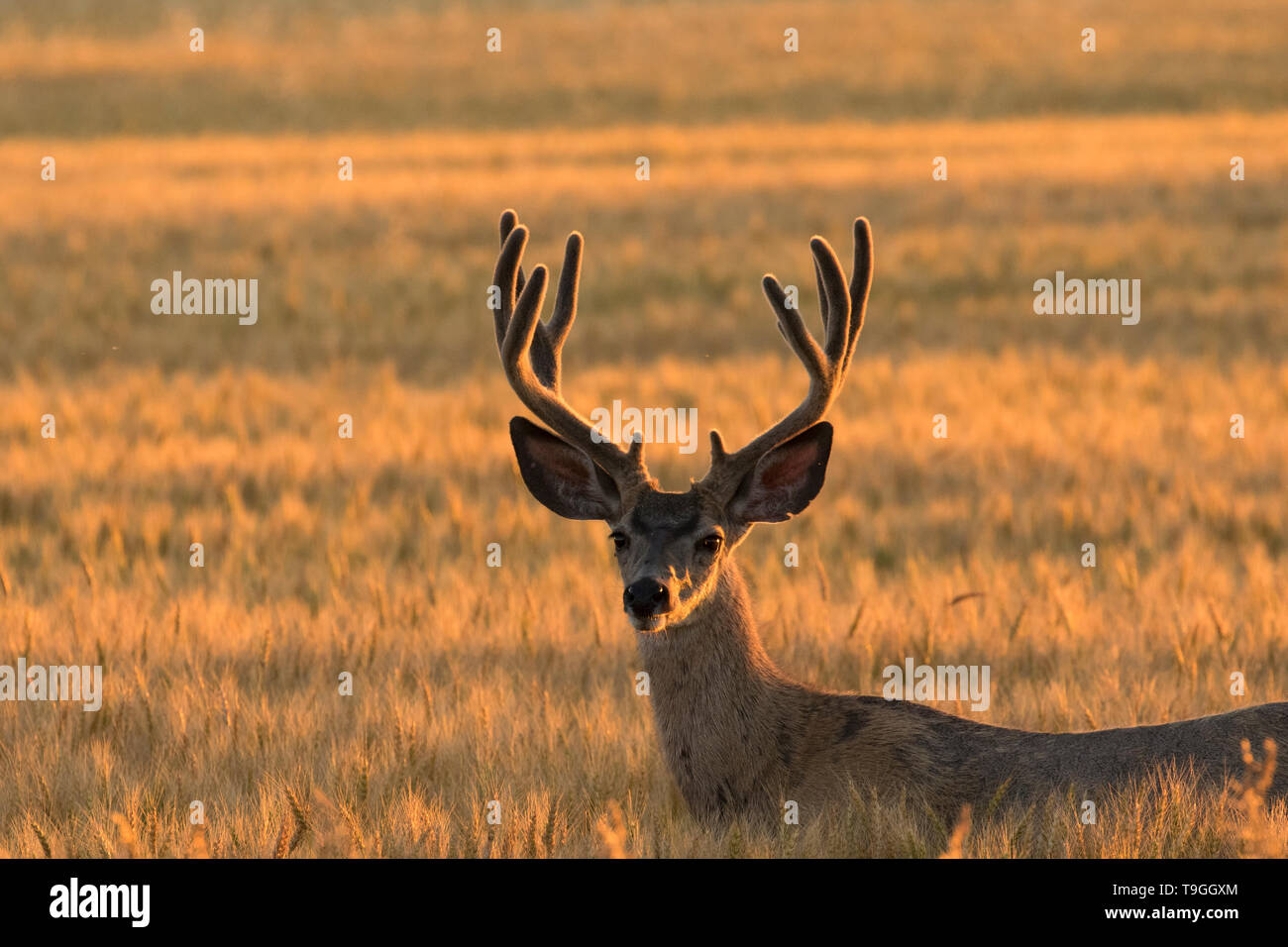 Mule Deer, Odocoileus hemionus buck in strozzatore Creek, Alberta, Canada Foto Stock