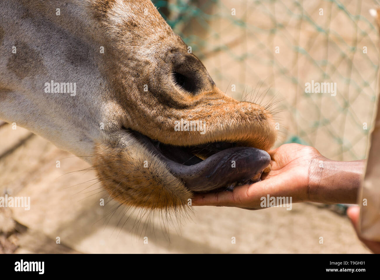 La Rothschild giraffe (Giraffa camelopardalis rothschildi) essendo alimentato a mano cibo agglomerati in forma di pellets Foto Stock