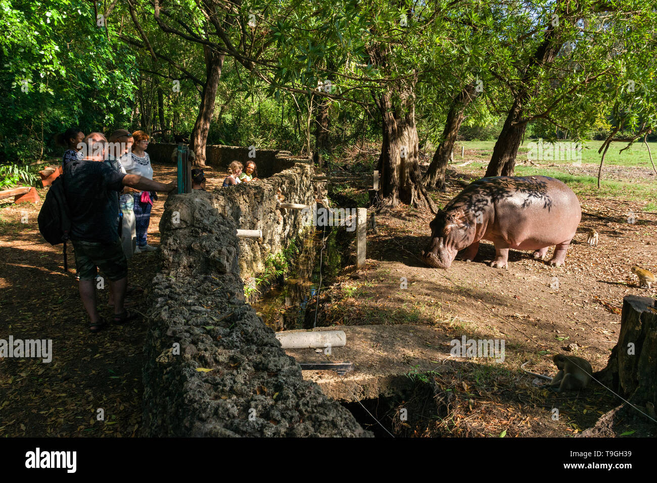 I turisti stand da una parete a guardare un ippopotamo (Hippopotamus amphibius), Haller Park, Mombasa, in Kenya Foto Stock