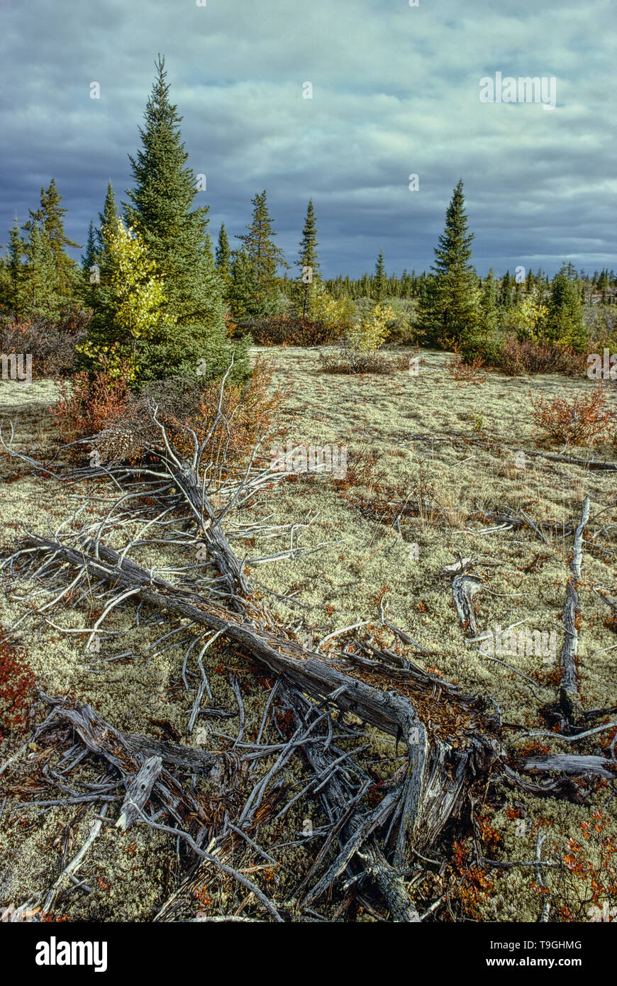 Deadwood e renne che ricopre il pavimento della foresta boreale, James Bay regione, Québec, Canada. Foto Stock