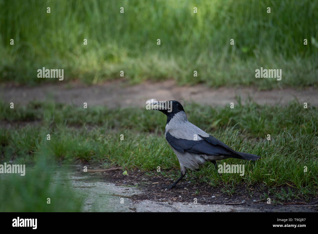 Cornacchia grigia sorge sul terreno nel parco nascosto tra l'erba Foto Stock