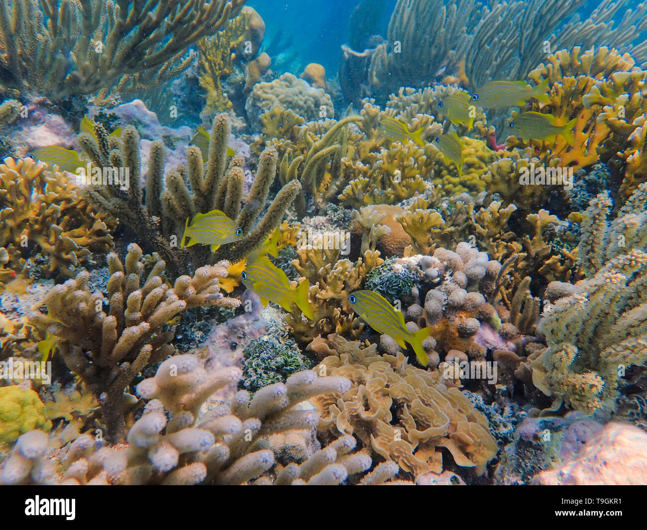 Grunt francese, Haemulon flavolineatum nuoto all'interno di una barriera corallina in Ranguana Cay, Belize Foto Stock