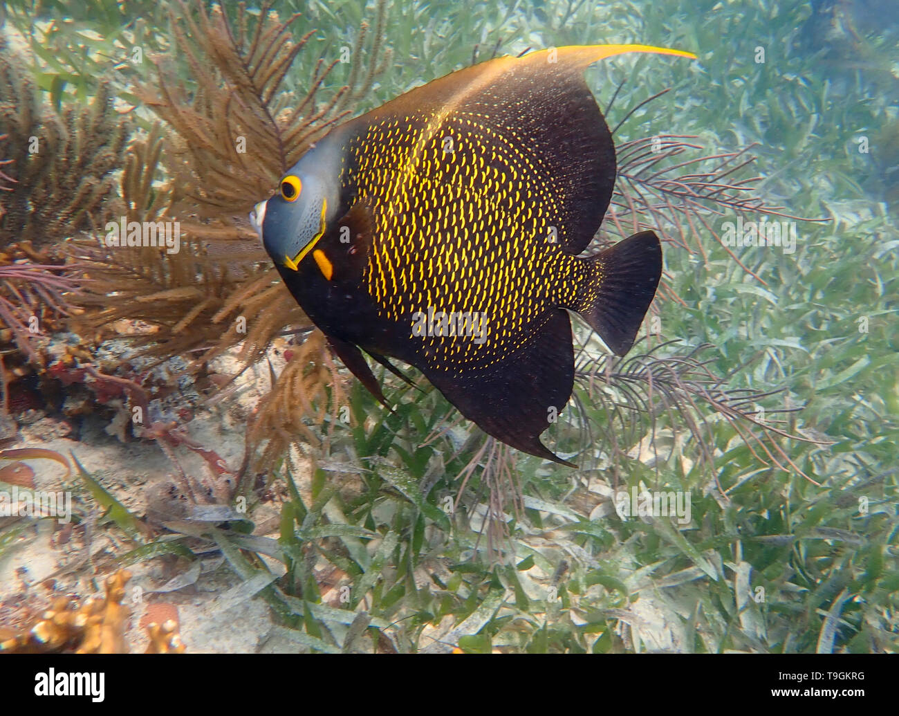 French angelfish, Pomacanthus parù, piscina all'interno di una barriera corallina in Ranguana Cay, Belize Foto Stock