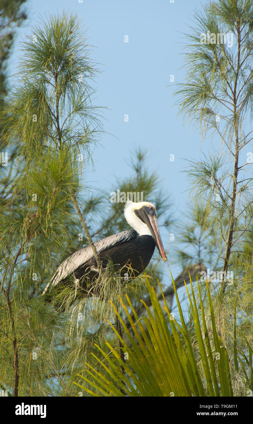 Brown pelican, Pelecanus occidentalis appollaiato Ranguana Cay, Belize Foto Stock